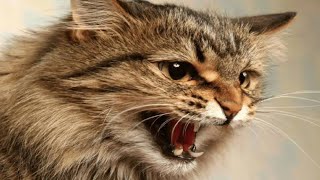 Male Cat Calling Female  Male Cat In Heat Sounds  Cat Mating Call Sounds [upl. by Khalin]