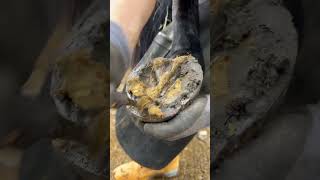 Satisfying hoof clean up horse farrier asmr [upl. by Hgielrak]