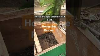 Bee Removal  Rehoming Bees  Honey Bee Rescue  Beekeeping  Apis Cerana 🐝 [upl. by Anileuqcaj678]