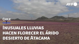 Inusuales lluvias hacen florecer el árido desierto de Atacama en Chile  AFP [upl. by Malaspina]