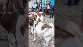 Você encontra na feira de animais de Umbuzeiro Paraíba 16112024 [upl. by Ellerrehc225]