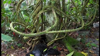 Tabu Segredos da Ayahuasca Dublado  Documentário National Geographic [upl. by Arem]