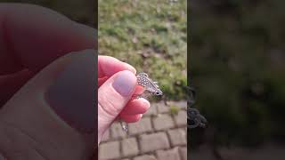 Silver chain bracelet uncut meteorite with Czech moldavite [upl. by Mastat]