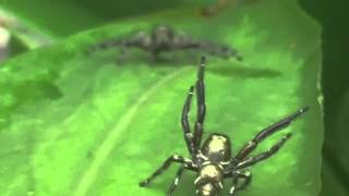 Jumping spider Hyllus Diardi Male vs male Threat Display [upl. by Nahama757]