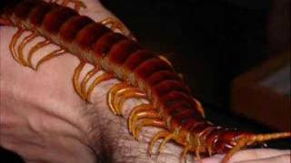 Scolopendra gigantea Peruvian giant centipede hifi [upl. by Aerised]