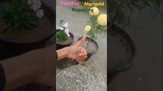 Dianthus and marigold reporting likeviral shortsubscribe [upl. by Yrrab]