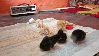 chick soundHen Chicks VideoColorful chickensRainbow chickens [upl. by Schlessinger]