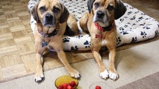 Puggles Eat Organic Strawberries [upl. by Cordula621]