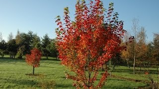 Acer rubrum Brandywine Canadian Maple [upl. by Yezdnil390]