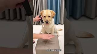 Funny dog6funnyanimals funny funnyvideo funnymoments terikhatirmainduniyamainbadnaamhoon [upl. by Aufa]