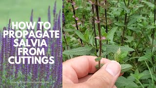 How to Propagate SALVIA Deadhead Salvia Salvia nemorosa and Prune Salvia [upl. by Oba595]