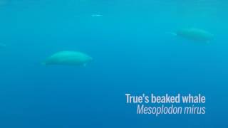 First footage of Trues beaked whales underwater [upl. by Aremihc]