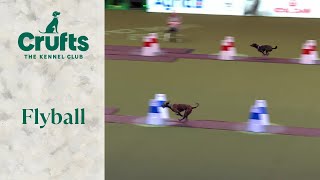 Flyball Team The Last 16  Crufts 2024 [upl. by Calore]