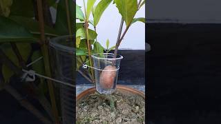 Lxora Coccinea flower graft grafting youtubeshorts [upl. by Zachary703]