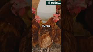 Start Your Poultry Farm in 6 Months 🐔 [upl. by Neleag]