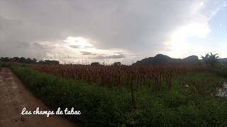 Vallée de Viñales  Visitercubafr [upl. by Esertap491]