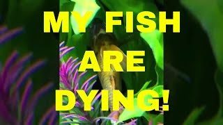 My Fish Are Dying [upl. by Essex]