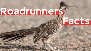 11 New Roadrunner Facts You Didnt Know Must Check 5 [upl. by Adianes]