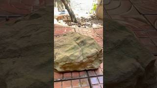 New Stone Unbelievable finding before clean diy satisfying stoneideas diycrafts drystone [upl. by Rettuc]