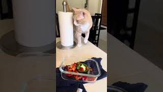 HousePet Sitting amp Eating Healthy [upl. by Magee]