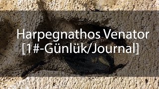 Harpegnathos Venator Günlük  Journal 1 [upl. by Haleemaj560]