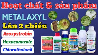 Quản lý nấm bệnh với hoạt chất Metalaxyl Lân 2 chiều Azoxystrobin Chlorothalonil và Hexaconazole [upl. by Aridan648]