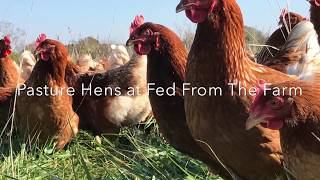 Pasture Laying Hens Fed From The Farm [upl. by Pandich]