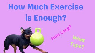 Exercise in Dogs How Much is Enough [upl. by Htnamas]