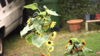 Nanday Conure Parrots Attack My Sunflowers [upl. by Akoyin]