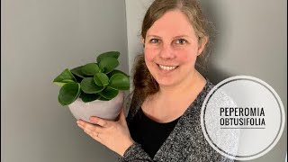 🌱🌿☘️ Zo kun jij de Peperomia obtusifolia Krokodillentraan stekken 🌱🌿☘️ [upl. by Morie]