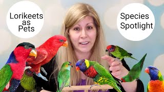 Lories and Lorikeets as Pets Species Spotlight [upl. by Craw]