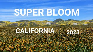 California Super Bloom 2023 Carrizo Plain National Monument [upl. by Atinra251]