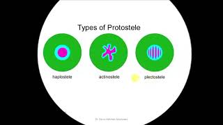 stele stelar system in pteridophytesprotostelesiphonostelestellar [upl. by Mylo]