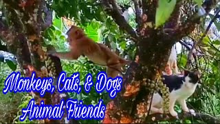 Adorable Family Moments with Monkeys Cats amp Dogs – Unlikely Animal Friendsquot [upl. by Anneg]