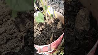 How to fruiting in Brinjal plant garderningtips [upl. by Underwood]