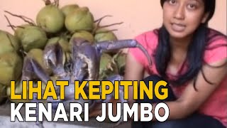 Kepiting kenari kepiting raksasa dari Maluku  JELAJAH [upl. by Jeana]