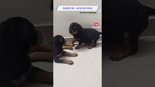 Rottweiler Puppy Attitude Rottweiler Attitude Rottweiler Kennel In Ahmedabad Gujarat India shorts [upl. by Ahsimek]