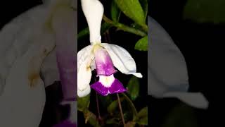 Cattleya Violácea var semi alba Caerulea [upl. by Eltsirhc775]