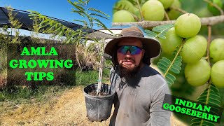 Everything About Growing AMLA  Indian GooseBerry The Worlds Top Superfood [upl. by Ettelrahc459]