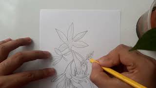 How to draw Crocosmia montbretia flower [upl. by Maude]