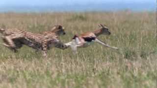 Cheetah  Fastest Running Animal  1080 HD [upl. by Cynar904]