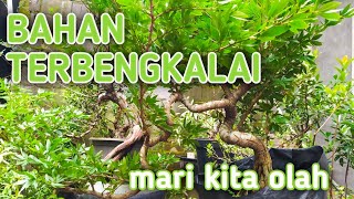 MENGOLAH BAHAN BONSAI SULIMARAJA 🌳🌳KALIANDRA SURINAME [upl. by Virg300]