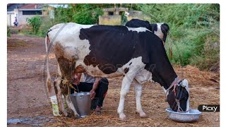 super super cow heavy milk karne  cow sell kar diya  viral video [upl. by Janeczka]