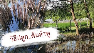 วิธีปลูกต้นลำพู  เปิดโลกออนไลน์ Ep99  Aranya Channel [upl. by Nirrac]