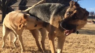 German Shepherd RUSHES Yellow Lab [upl. by Eniamraj486]