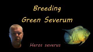 Breeding Green Severum [upl. by Larianna]