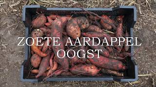 Zoete aardappel oogst [upl. by Aynotal]