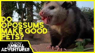 Do OPOSSUMS make good PETS [upl. by Jayson]