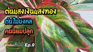 ต้นแสงเงินแสงทอง ต้นไม้มงคล คนนิยมปลูกเปิดโลกต้นไม้ Ep9 Aranya Channel [upl. by Anasiul]