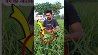 गंधी बग कीटshortsviral paddy agriculture agriculturefarming [upl. by Yllim]